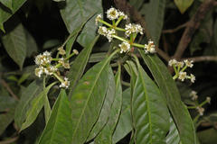 Psychotria nigra